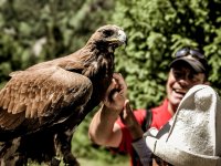 Adler und andere Greifvögel sind in Kirgistan weit verbreitet